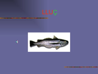 LLU Ç 