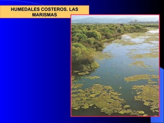 HUMEDALES COSTEROS. LAS MARISMAS