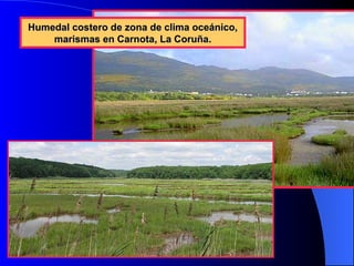 Humedal costero de zona de clima oceánico, marismas en Carnota, La Coruña.