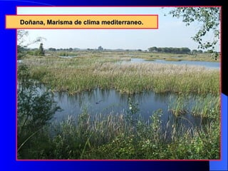 Doñana, Marisma de clima mediterraneo.