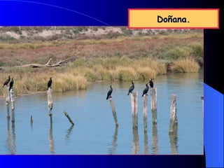 Doñana.