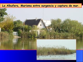 La Albufera, Marisma entre surgencia y captura de mar.