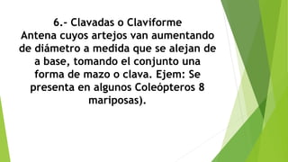 6.- Clavadas o Claviforme
Antena cuyos artejos van aumentando
de diámetro a medida que se alejan de
a base, tomando el conjunto una
forma de mazo o clava. Ejem: Se
presenta en algunos Coleópteros 8
mariposas).
 
