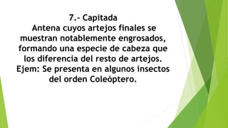 7.- Capitada
Antena cuyos artejos finales se
muestran notablemente engrosados,
formando una especie de cabeza que
los diferencia del resto de artejos.
Ejem: Se presenta en algunos insectos
del orden Coleóptero.
 