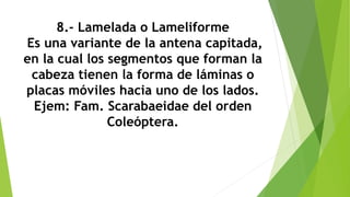8.- Lamelada o Lameliforme
Es una variante de la antena capitada,
en la cual los segmentos que forman la
cabeza tienen la forma de láminas o
placas móviles hacia uno de los lados.
Ejem: Fam. Scarabaeidae del orden
Coleóptera.
 
