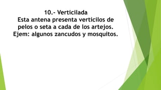 10.- Verticilada
Esta antena presenta verticilos de
pelos o seta a cada de los artejos.
Ejem: algunos zancudos y mosquitos.
 