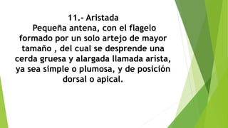 11.- Aristada
Pequeña antena, con el flagelo
formado por un solo artejo de mayor
tamaño , del cual se desprende una
cerda gruesa y alargada llamada arista,
ya sea simple o plumosa, y de posición
dorsal o apical.
 
