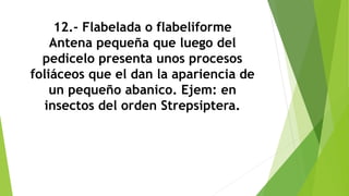 12.- Flabelada o flabeliforme
Antena pequeña que luego del
pedicelo presenta unos procesos
foliáceos que el dan la apariencia de
un pequeño abanico. Ejem: en
insectos del orden Strepsiptera.
 