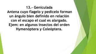 13.- Geniculada
Antena cuyo flagelo y pedicelo forman
un ángulo bien definido en relación
con el escapo el cual es alargado.
Ejem: en algunos insectos del orden
Hymenóptera y Coleóptera.
 