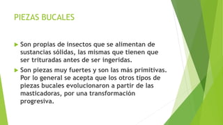 PIEZAS BUCALES
 Son propias de insectos que se alimentan de
sustancias sólidas, las mismas que tienen que
ser trituradas antes de ser ingeridas.
 Son piezas muy fuertes y son las más primitivas.
Por lo general se acepta que los otros tipos de
piezas bucales evolucionaron a partir de las
masticadoras, por una transformación
progresiva.
 