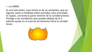  a) LABRO:
Es una sola pieza, cuya forma es de un semiplato, que en
algunos casos es bilobado (labro partido); esta articulado
al clypeo, cerrando la parte anterior de la cavidad preoral.
Protege a las mandíbulas que quedan debajo de el y
además ayuda en el acarreo de alimento hacia la cavidad
bucal.
 