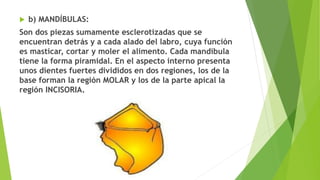  b) MANDÍBULAS:
Son dos piezas sumamente esclerotizadas que se
encuentran detrás y a cada alado del labro, cuya función
es masticar, cortar y moler el alimento. Cada mandíbula
tiene la forma piramidal. En el aspecto interno presenta
unos dientes fuertes divididos en dos regiones, los de la
base forman la región MOLAR y los de la parte apical la
región INCISORIA.
 
