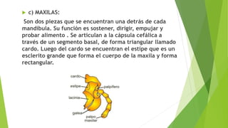  c) MAXILAS:
Son dos piezas que se encuentran una detrás de cada
mandíbula. Su función es sostener, dirigir, empujar y
probar alimento . Se articulan a la cápsula cefálica a
través de un segmento basal, de forma triangular llamado
cardo. Luego del cardo se encuentran el estipe que es un
esclerito grande que forma el cuerpo de la maxila y forma
rectangular.
 