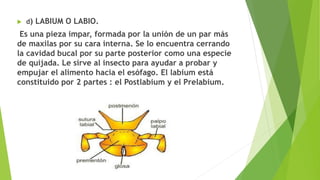  d) LABIUM O LABIO.
Es una pieza impar, formada por la unión de un par más
de maxilas por su cara interna. Se lo encuentra cerrando
la cavidad bucal por su parte posterior como una especie
de quijada. Le sirve al insecto para ayudar a probar y
empujar el alimento hacia el esófago. El labium está
constituido por 2 partes : el Postlabium y el Prelabium.
 