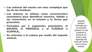  Las antenas del macho son mas complejas que
las de las hembras.
 Las antenas se utilizan como característica
taxonómica para identificar insectos, debido a
las variaciones en el tamaño y la forma que
presentan.
 Formadas por 3 segmentos principales: el
ESCAPO, el PEDICELO, y el FLAGELO o
CLAVOLA,.
 Se articulan a la cabeza por medio del zóquete
antenal.
Zoquete
antenal:
formados por
un esclerito
antenal, el cual
presenta la
forma de un
anillo y esta
separado del
resto del vertex
por la sutura
antenal.
 