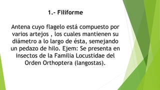 1.- Filiforme
Antena cuyo flagelo está compuesto por
varios artejos , los cuales mantienen su
diámetro a lo largo de ésta, semejando
un pedazo de hilo. Ejem: Se presenta en
insectos de la Familia Locustidae del
Orden Orthoptera (langostas).
 