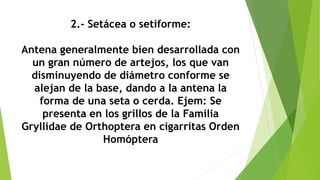 2.- Setácea o setiforme:
Antena generalmente bien desarrollada con
un gran número de artejos, los que van
disminuyendo de diámetro conforme se
alejan de la base, dando a la antena la
forma de una seta o cerda. Ejem: Se
presenta en los grillos de la Familia
Gryllidae de Orthoptera en cigarritas Orden
Homóptera
 