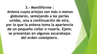 3.- Moniliforme :
Antena cuyos artejos son más o menos
globulares, semejando a las perlas
unidas, una a continuación de otra,
por lo que la antena toma la apariencia
de un pequeño collar o rosario. Ejem;
se presentan en algunos escarabajos
del orden coleóptero.
 