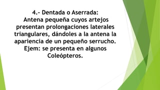 4.- Dentada o Aserrada:
Antena pequeña cuyos artejos
presentan prolongaciones laterales
triangulares, dándoles a la antena la
apariencia de un pequeño serrucho.
Ejem: se presenta en algunos
Coleópteros.
 