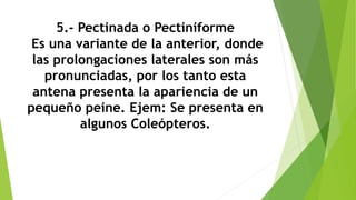 5.- Pectinada o Pectiniforme
Es una variante de la anterior, donde
las prolongaciones laterales son más
pronunciadas, por los tanto esta
antena presenta la apariencia de un
pequeño peine. Ejem: Se presenta en
algunos Coleópteros.
 