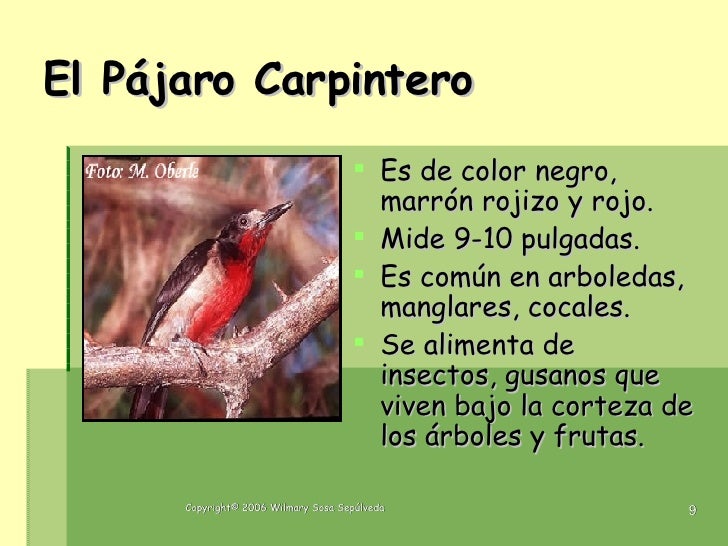 Las Aves De Puerto Rico1
