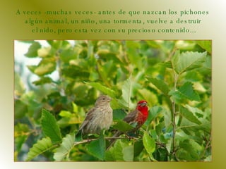 A veces -muchas veces- antes de que nazcan los pichones  algún animal, un niño, una tormenta, vuelve a destruir  el nido, pero esta vez con su precioso contenido... 