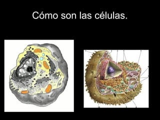 Las células-seres-vivos-unicelulares