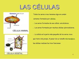 CÉLULA ANIMAL 