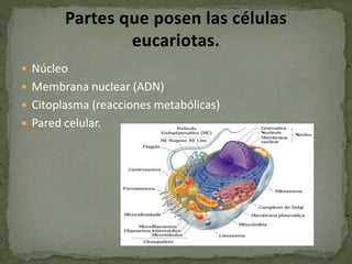  Núcleo
 Membrana nuclear (ADN)
 Citoplasma (reacciones metabólicas)
 Pared celular.
 