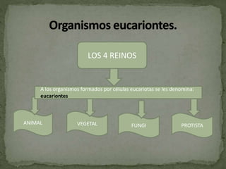 LOS 4 REINOS
ANIMAL VEGETAL FUNGI PROTISTA
A los organismos formados por células eucariotas se les denomina:
eucariontes
 