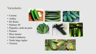 Variedades
• Corona
• Ashley
• De Rusia
• Pepinex 69
• Pequeño verde de parís
• Pionner
• Slice master
• Verde Calahorra
• Verde largo ingles
• Victoria
 