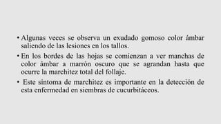 • Algunas veces se observa un exudado gomoso color ámbar
saliendo de las lesiones en los tallos.
• En los bordes de las hojas se comienzan a ver manchas de
color ámbar a marrón oscuro que se agrandan hasta que
ocurre la marchitez total del follaje.
• Este síntoma de marchitez es importante en la detección de
esta enfermedad en siembras de cucurbitáceos.
 
