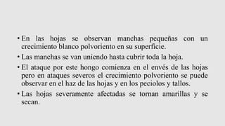 • En las hojas se observan manchas pequeñas con un
crecimiento blanco polvoriento en su superficie.
• Las manchas se van uniendo hasta cubrir toda la hoja.
• El ataque por este hongo comienza en el envés de las hojas
pero en ataques severos el crecimiento polvoriento se puede
observar en el haz de las hojas y en los peciolos y tallos.
• Las hojas severamente afectadas se tornan amarillas y se
secan.
 