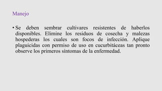 Manejo
• Se deben sembrar cultivares resistentes de haberlos
disponibles. Elimine los residuos de cosecha y malezas
hospederas los cuales son focos de infección. Aplique
plaguicidas con permiso de uso en cucurbitáceas tan pronto
observe los primeros síntomas de la enfermedad.
 