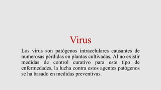 Virus
Los virus son patógenos intracelulares causantes de
numerosas pérdidas en plantas cultivadas, Al no existir
medidas de control curativo para este tipo de
enfermedades, la lucha contra estos agentes patógenos
se ha basado en medidas preventivas.
 