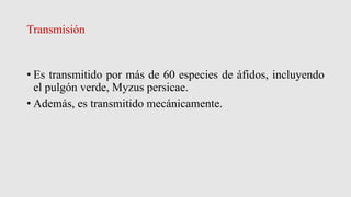 Transmisión
• Es transmitido por más de 60 especies de áfidos, incluyendo
el pulgón verde, Myzus persicae.
• Además, es transmitido mecánicamente.
 