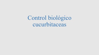 Control biológico
cucurbitaceas
 