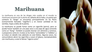 La marihuana es una de las drogas más usadas en el mundo La
marihuana proviene de la planta de cáñamo de la India, y la parte que
contiene la “droga” se encuentra principalmente en las flores
(comúnmente llamados “cogollos”) y en menor cantidad en las
semillas, hojas y tallos de la planta.
La marihuana se puede fumar como un cigarrillo (porro), pero se
puede fumar también en una pipa seca o una pipa de agua conocida
como un “bong”. También se puede mezclar con alimento y comerse,
o prepararse como té. A estos se les llama “comestibles” o “edibles”, y
se tratan en detalle más adelante en este folleto. Algunas veces, los
consumidores abren los cigarrillos y sacan el tabaco, reemplazándolo
con marihuana, a este le llaman “cigarro corto”.
MARIHUANAMarihuana
 