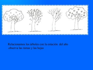 Relacionamos los árboles con la estación  del año .observa las ramas y las hojas 