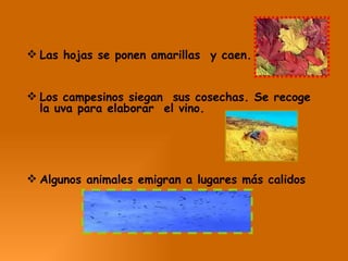 Las hojas se ponen amarillas  y caen. Los campesinos siegan  sus cosechas. Se recoge  la uva para elaborar  el vino. Algunos animales emigran a lugares más calidos 