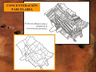 CONCENTERACIÓN PARCELARIA 