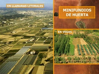 MINIFUNDIOS DE HUERTA EN VEGAS EN LLANURAS LITORALES 