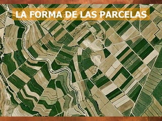 LA FORMA DE LAS PARCELAS 