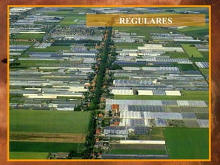 REGULARES 