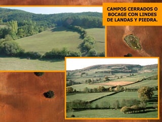 CAMPOS CERRADOS O BOCAGE CON LINDES DE LANDAS Y PIEDRA. 