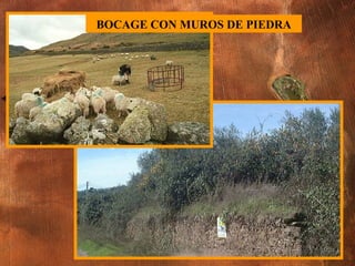 BOCAGE CON MUROS DE PIEDRA 