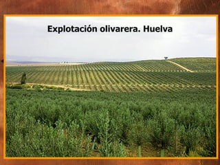 Explotación olivarera. Huelva 