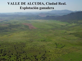 VALLE DE ALCUDIA, Ciudad Real. Explotación ganadera 