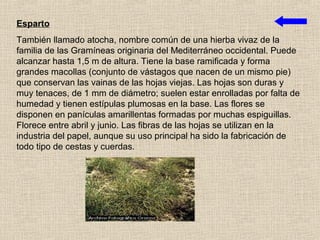Esparto
También llamado atocha, nombre común de una hierba vivaz de la
familia de las Gramíneas originaria del Mediterráneo occidental. Puede
alcanzar hasta 1,5 m de altura. Tiene la base ramificada y forma
grandes macollas (conjunto de vástagos que nacen de un mismo pie)
que conservan las vainas de las hojas viejas. Las hojas son duras y
muy tenaces, de 1 mm de diámetro; suelen estar enrolladas por falta de
humedad y tienen estípulas plumosas en la base. Las flores se
disponen en panículas amarillentas formadas por muchas espiguillas.
Florece entre abril y junio. Las fibras de las hojas se utilizan en la
industria del papel, aunque su uso principal ha sido la fabricación de
todo tipo de cestas y cuerdas.
 
