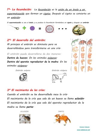 1º- La fecundación: La fecundación es la unión de un óvulo y un
espermatozoide que forman un cigoto. Después el cigoto se convierte en
un embrión.
El espermatozoide se une al óvulo y se produce la fecundación formándose un cigoto y después un embrión
2º- El desarrollo del embrión:
Al principio el embrión es diminuto pero va
desarrollándose para transformarse en una cría.
El embrión puede desarrollarse de dos maneras:
Dentro de huevos: En los animales ovíparos.
Dentro del aparato reproductor de la madre: En los
animales vivíparos.
Embrión ovíparo Embrión vivíparo
3º El nacimiento de las crías:
Cuando el embrión se ha desarrollado nace la cría.
El nacimiento de la cría que sale de un huevo se llama eclosión.
El nacimiento de la cría que sale del aparato reproductor de la
madre se llama parto.
ECLOSIÓN PARTO
Carmen Cañuelo
www.ladislexia.net
 